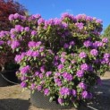 Rhododendron 'Catawbiense Grandiflorum' - 3