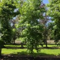 Liquidambar styraciflua - 1