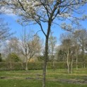 Amelanchier lamarckii - 3