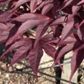 Acer palmatum 'Bloodgood' - 4
