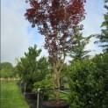 Acer palmatum 'Fireglow' - 3