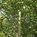 Juglans Regia - 4
