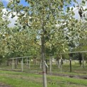 Liriodendron tulipifera 'Snowbird' - Foto 2