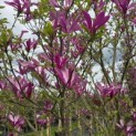 Magnolia 'Susan' - 4