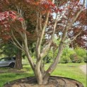 Acer palmatum 'Atropurpureum' - Foto 1