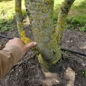 Juglans regia 'Buccaneer'' - 6