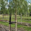 Salix x sepulcralis 'Chrysocoma' - Foto 3