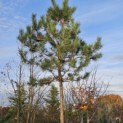 Pinus nigra 'Nigra' - Foto 1