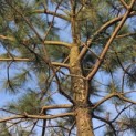 Pinus nigra 'Nigra' - Foto 2