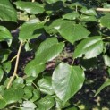 Tilia x europaea 'Euchlora' - Foto 3