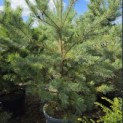 Pinus sylvestris - Foto 5