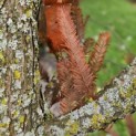 Taxodium distichum 'Peve Minaret' - Foto 1