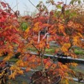 Acer japonicum  'Aconitifolium' - Foto 3