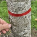 Tilia x europaea 'Euchlora' - Foto 7