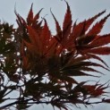 Acer palmatum Masu-kagami - 1