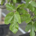 Ficus carica - 3