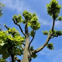 Tilia Tomentosa - 5