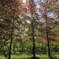 Fagus sylvatica 'Atropunicea' - voorjaar 2024