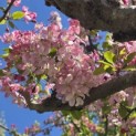 Malus floribunda - 6