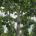 Parrotia persica 'Vanessa' - Foto 5