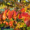 Parrotia persica - 2