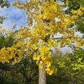 Ginkgo biloba - 1