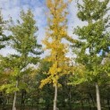 Ginkgo biloba - najaar 2025