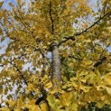 Ginkgo biloba - 2