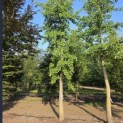 Ginkgo biloba - 1