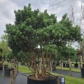 Pinus sylvestris 'Watereri' - 7