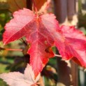 Acer rubrum 'Red Sunset' - 3