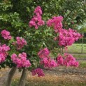 Lagerstroemia indica 'Rosea' - 3