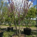 Cercis siliquastrum - 2