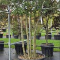 Quercus ilex - 3