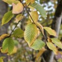 Carpinus betulus 'Frans Fontaine' - 1