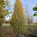 Carpinus betulus 'Frans Fontaine' - 3