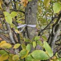 Carpinus betulus 'Frans Fontaine' - 2