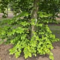 Fagus sylvatica - 1
