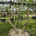 Sorbus 'Intermedia' - Foto 2