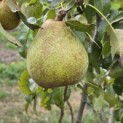Pyrus c. 'Conference' - Foto 2