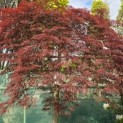 Acer palmatum 'Garnet' - Foto 5