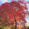 Acer palmatum 'Garnet' - Foto 1