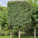 Acer campestre - Foto 8