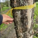 Acer campestre - Foto 9