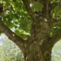 Platanus hispanica dak of knotvorm - 3