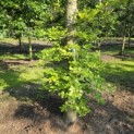 Fagus sylvatica - 2