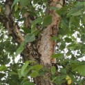 Betula Nigra - 1