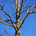 Prunus avium 'Regina' - 1