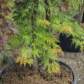 Acer palmatum 'Dissectum Viridis' - 3