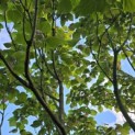 Catalpa erubescens 'Purpurea' - 3